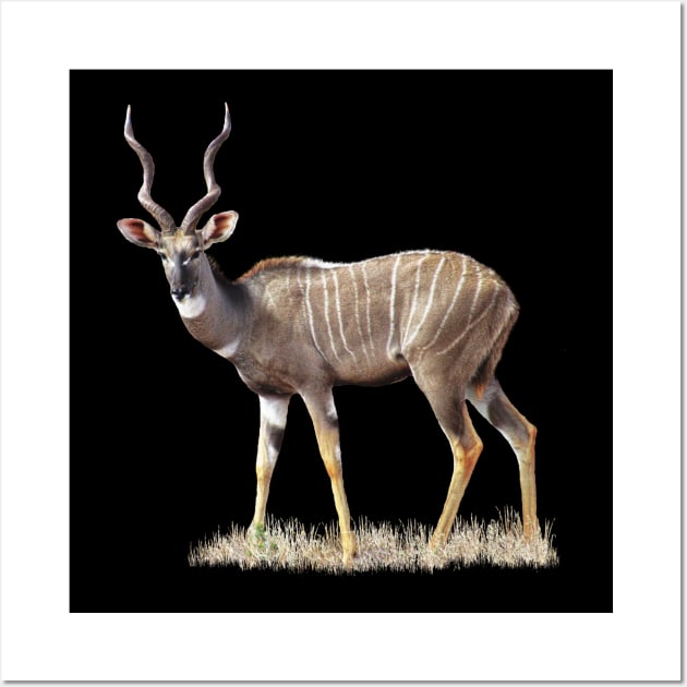 Kudu - Lesser Kudu - Antelope in Africa Wall Art by T-SHIRTS UND MEHR